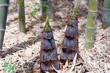 春天吃春筍好嗎？春天吃春筍有什么好處？
