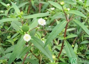 蒲公英的根和葉哪個(gè)好？蒲公英葉和根的功效