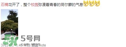 為什么學(xué)校要種石楠花？石楠花的味道為什么這么銷魂？