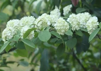 為什么學(xué)校要種石楠花？石楠花的味道為什么這么銷魂？