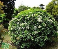 為什么學(xué)校要種石楠花？石楠花的味道為什么這么銷魂？