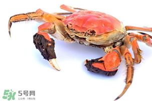 五月份可以吃螃蟹嗎？5月份可以吃螃蟹嗎？