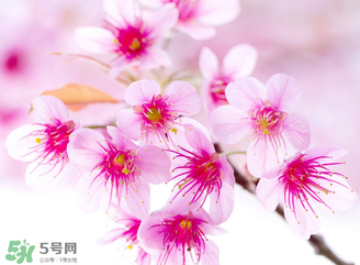五月份還有櫻花嗎？日本5月份還有櫻花嗎？