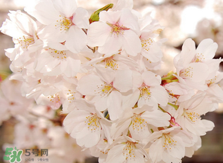 五月份還有櫻花嗎？日本5月份還有櫻花嗎？