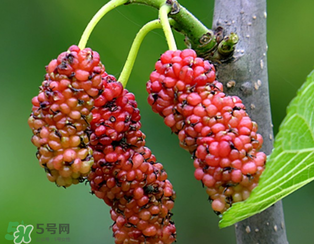 桑葚什么時(shí)候結(jié)果？桑葚幾年結(jié)果？