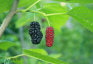 桑葚什么時(shí)候結(jié)果？桑葚幾年結(jié)果？