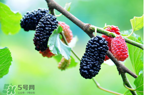 哪些人不能吃桑葚？桑葚什么人不能吃？