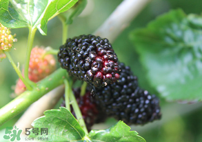 哪些人不能吃桑葚？桑葚什么人不能吃？