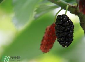 哪些人不能吃桑葚？桑葚什么人不能吃？