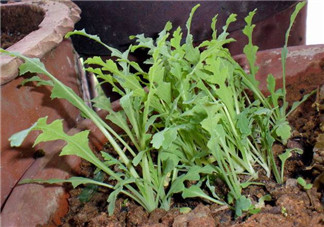 罌粟苗能當(dāng)菜吃嗎？罌粟苗可以當(dāng)菜吃嗎？