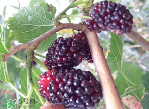 桑葚發(fā)霉了還能吃嗎？桑葚發(fā)霉了還能泡酒嗎？
