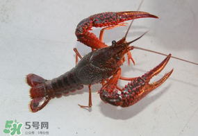 四月份能釣龍蝦嗎？4月份能釣龍蝦嗎？