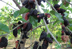 桑葚甜嗎？桑葚為什么不甜？