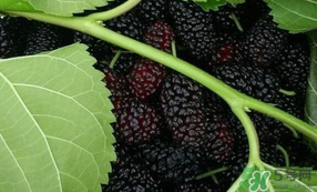 桑葚甜嗎？桑葚為什么不甜？