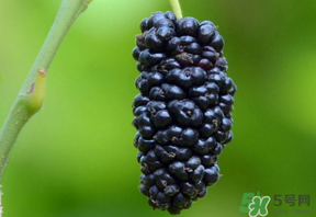 桑葚甜嗎？桑葚為什么不甜？