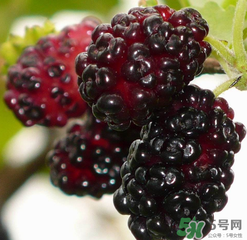 桑葚不甜怎么辦？桑葚不甜怎么變甜？