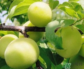 青梅什么時(shí)候成熟？青梅幾月份成熟？