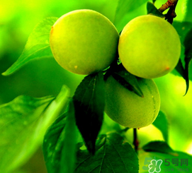 青梅什么時(shí)候成熟？青梅幾月份成熟？