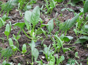 4月份可以種菠菜嗎？菠菜幾月份種？