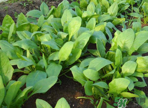 4月份可以種菠菜嗎？菠菜幾月份種？