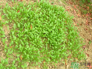 4月份可以種菠菜嗎？菠菜幾月份種？