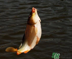 四月份可以釣鯉魚嗎？四月份怎么釣鯉魚？