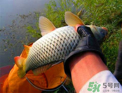 四月份可以釣鯉魚嗎？四月份怎么釣鯉魚？