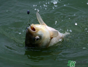 四月份能釣魚嗎？四月份釣什么魚？