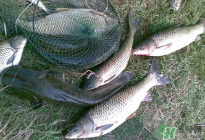 四月份能釣魚嗎？四月份釣什么魚？