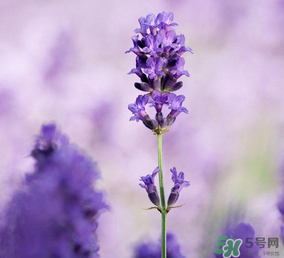 4月份有薰衣草嗎？四月份薰衣草開(kāi)了嗎？