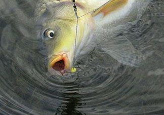 四月份可以釣鯉魚嗎？四月份怎么釣鯉魚？