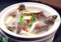 懷孕初期能吃甲魚嗎？懷孕初期可以吃甲魚嗎？
