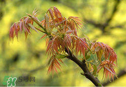 香椿多少錢一斤？香椿芽多少錢一斤2017？