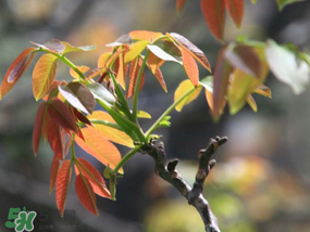 香椿為什么會(huì)苦？香椿苦味怎么回事？