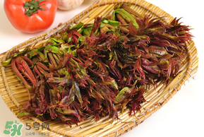 香椿為什么會(huì)苦？香椿苦味怎么回事？