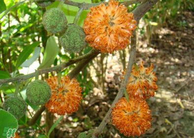 構(gòu)樹花孕婦能吃嗎？構(gòu)樹花孕婦可以吃嗎？