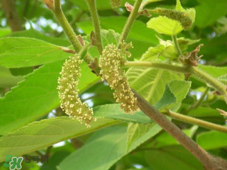 構(gòu)樹花孕婦能吃嗎？構(gòu)樹花孕婦可以吃嗎？