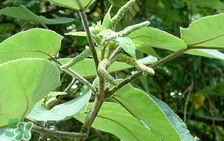 構(gòu)樹(shù)穗孕婦能吃嗎？孕婦能吃構(gòu)樹(shù)穗嗎？