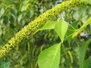 構(gòu)樹(shù)穗孕婦能吃嗎？孕婦能吃構(gòu)樹(shù)穗嗎？