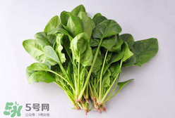孕婦可以吃菠菜嗎？孕婦菠菜吃多了會怎樣？