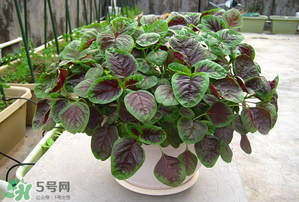 孕婦能吃莧菜嗎？孕婦可以吃莧菜嗎？