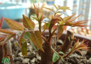 香椿什么時(shí)候發(fā)芽？香椿什么時(shí)候采摘？