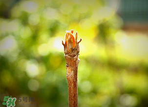 香椿什么時(shí)候發(fā)芽？香椿什么時(shí)候采摘？