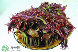 香椿什么時候上市？香椿幾月份上市？