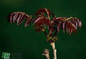 香椿什么時候上市？香椿幾月份上市？