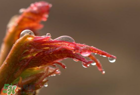 香椿什么時候上市？香椿幾月份上市？