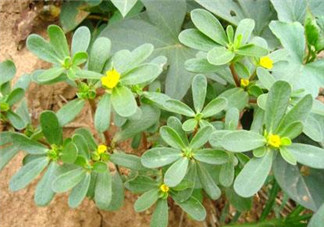 馬齒莧能治白發(fā)嗎？馬齒莧可以治白發(fā)嗎？