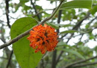 構(gòu)樹花孕婦能吃嗎？構(gòu)樹花孕婦可以吃嗎？