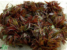 香椿什么味道？香椿吃起來什么味道？