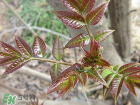 香椿什么味道？香椿吃起來什么味道？